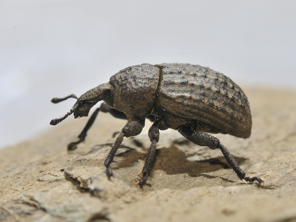 Curculionide da identificare - Minyops cf. variolosus